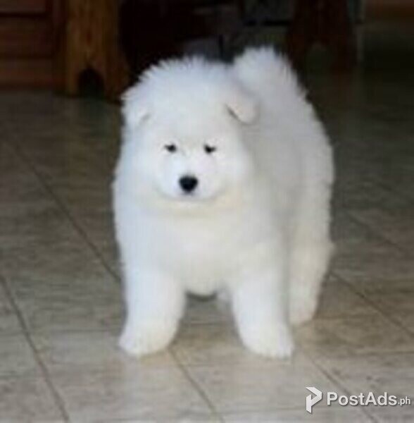 samoyed puppies