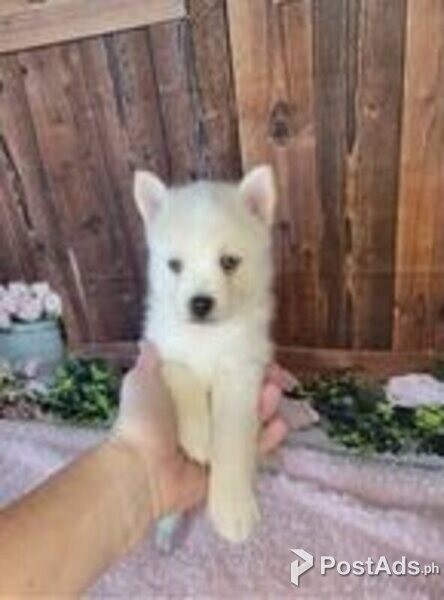 pomsky puppies