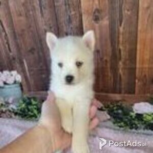 pomsky puppies | PostAds PH
