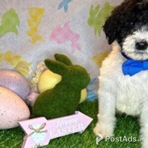 goldendoodle | PostAds PH