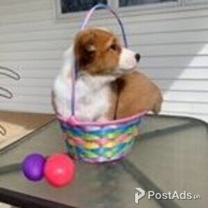 corgi welsh pembroke | PostAds PH