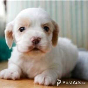 cocker spaniel | PostAds PH
