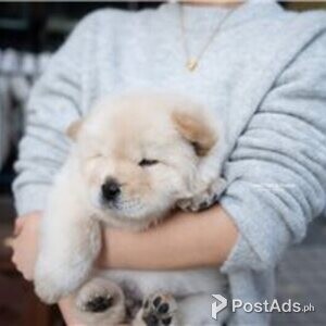 chow chow puppies | PostAds PH