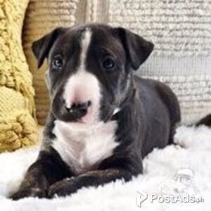 bull terrier | PostAds PH