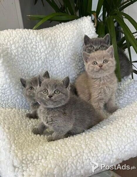 chunky male and female british shorthair kittens