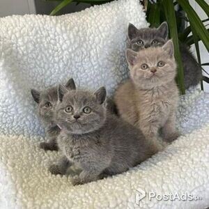 chunky male and female british shorthair kittens | PostAds PH