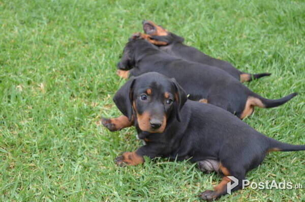 Adorable Miniature Dachshund pups