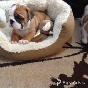 Gorgeous English bulldog puppies | PostAds PH