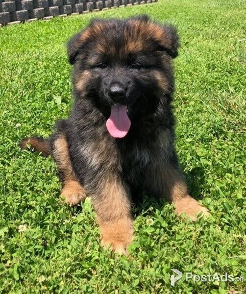 German Shepherd puppies