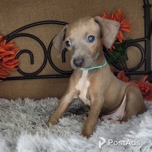 Italian Greyhound Pups | PostAds PH