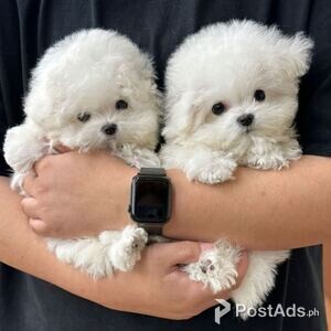 Bichon frise Puppies available | PostAds PH
