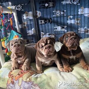 English Bulldog Puppies ready | PostAds PH