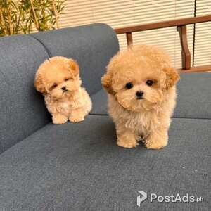 maltipoo Babies | PostAds PH