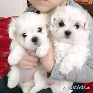 Maltese Puppies | PostAds PH