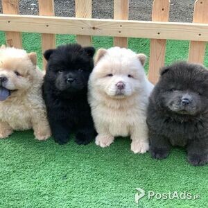 chow chow babies | PostAds PH