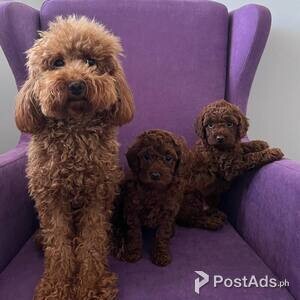 Red Poodle puppies | PostAds PH
