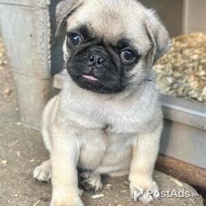 Pug Puppy available | PostAds PH
