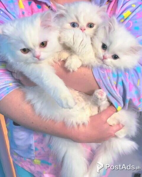 PLAYFUL PERSIAN  BABIES