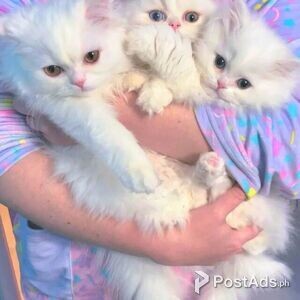 PLAYFUL PERSIAN BABIES | PostAds PH