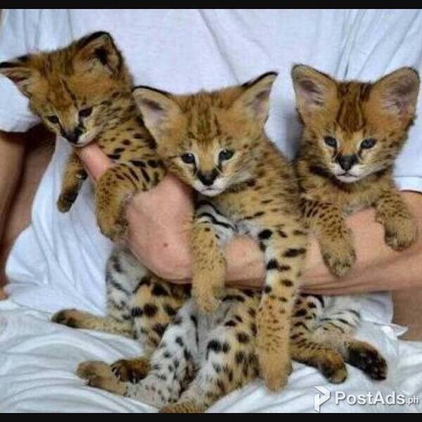 Friendly Savannah Kittens Babies