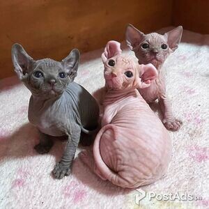 SPHYNX KITTENS AVAILABLE | PostAds PH