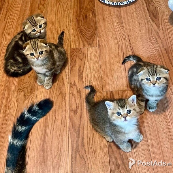 SCOTTISH FOLD KITTENS AVAILABLE