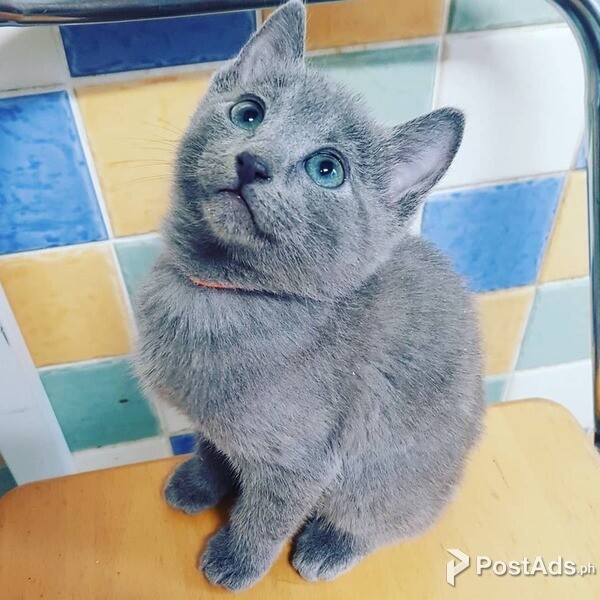 Russian Blue Kittens Available