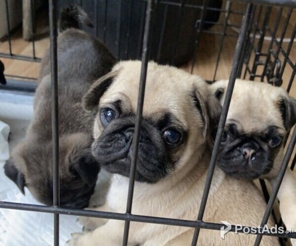 Beautiful Pug puppies for good home