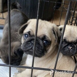 Beautiful Pug puppies for good home | PostAds PH