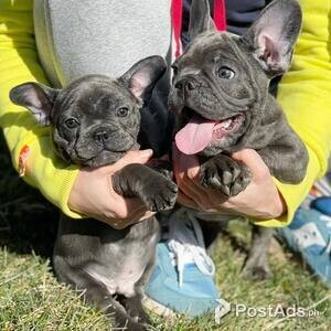 Beautiful French Bulldog puppies for good home | PostAds PH