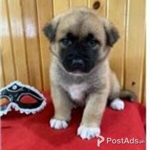 akita puppies | PostAds PH
