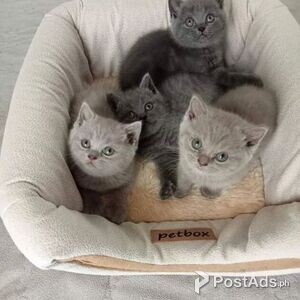 adopt purebred british shorthair kittens | PostAds PH