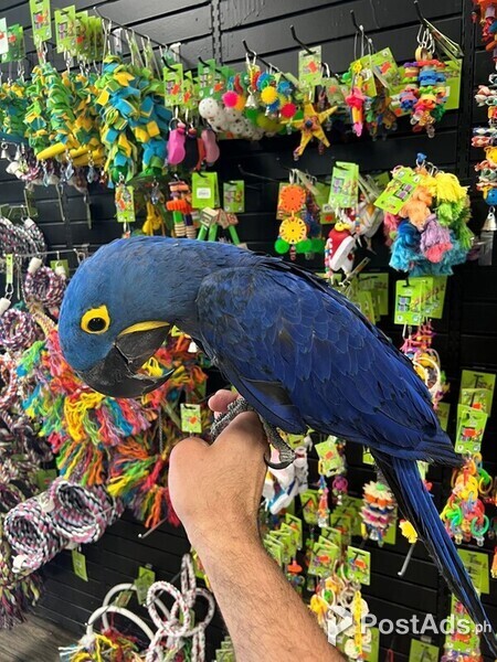 Amazing Blue Hyacinth Macaws Parrots
