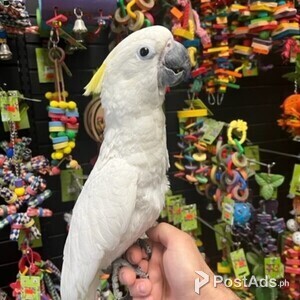 DNA Umbrella Cockatoo Parrots | PostAds PH