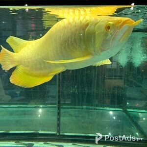 24k Golden Arowana Fish | PostAds PH