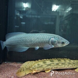 African Arowana Fish | PostAds PH