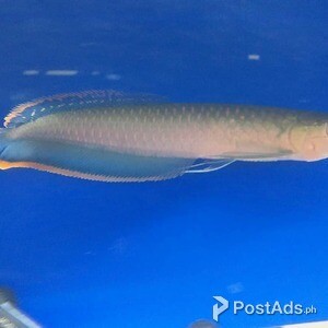 Blue Black Arowana Fish | PostAds PH