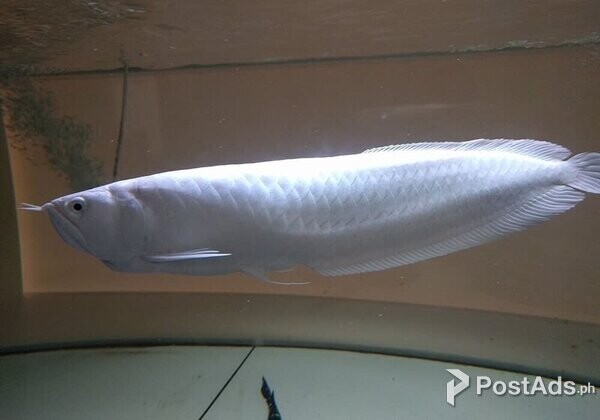 Platinum Arowana For Sale