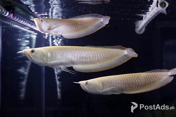 Silver Arowana For Sale