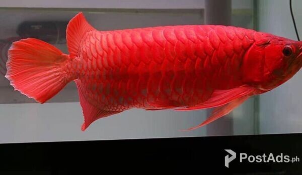 Super Red Arowana