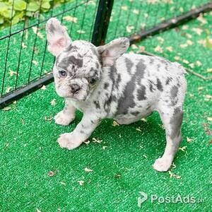 We have male and Female French Bulldog. | PostAds PH