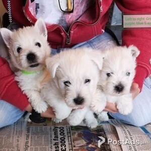 Stunning West Highland White Terrier Babies | PostAds PH
