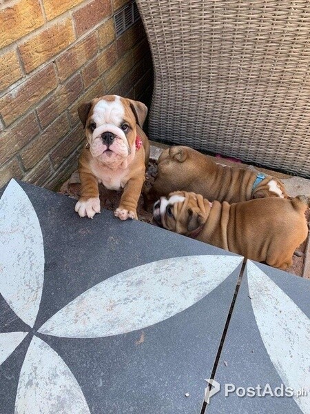 Beautiful English Bulldog puppies for good home