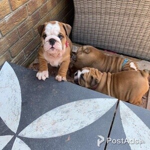 Beautiful English Bulldog puppies for good home | PostAds PH