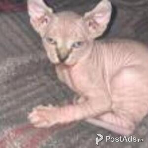 sphynx kittens | PostAds PH
