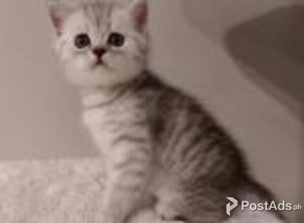 scottish straight kittens