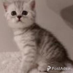 scottish straight kittens | PostAds PH