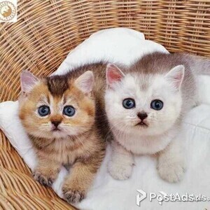 scottish fold | PostAds PH