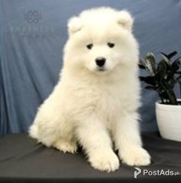 samoyed puppies