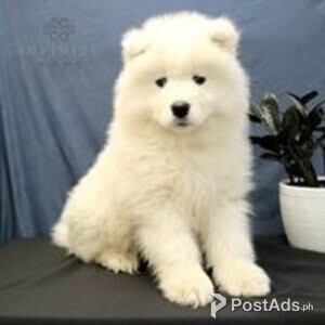 samoyed puppies | PostAds PH